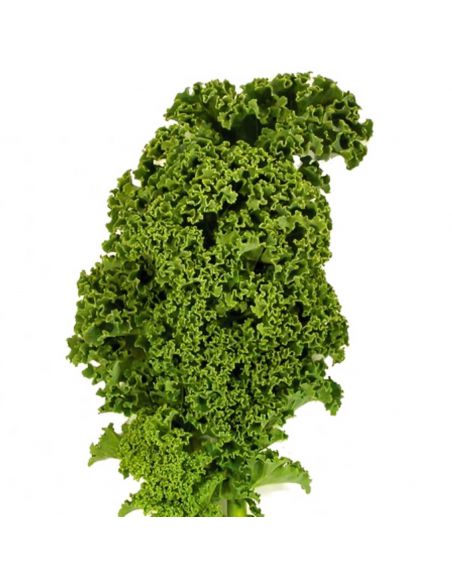 Kale Huerto Bio