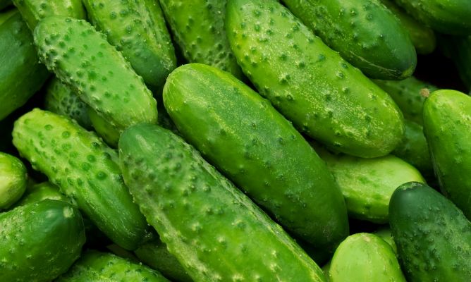 Pepino de Huerto Bio