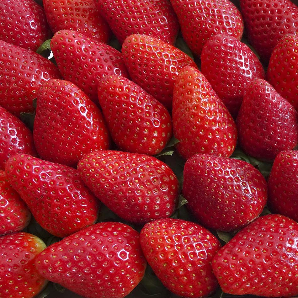Fresas Caja Bio