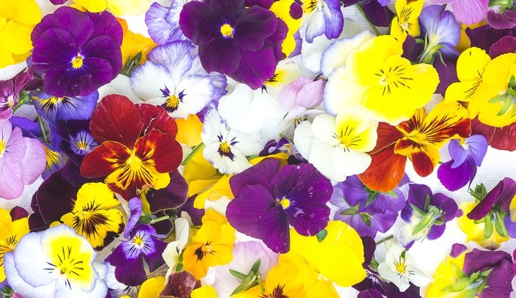 Flores Comestibles Bandeja