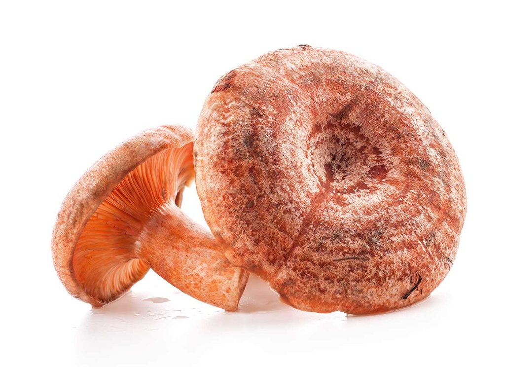 Setas Robellón (Lactarius deliciosus) - Granel