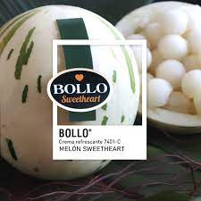 Melón Abuelo