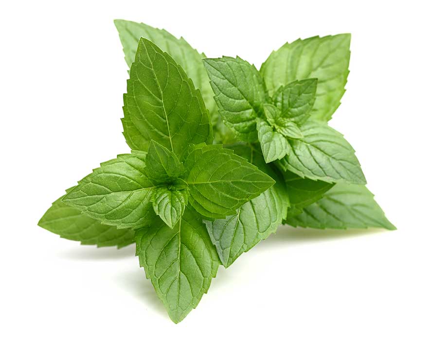 Menta fresca bandeja