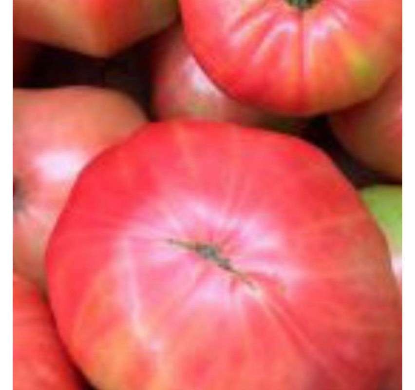 Tomate Rosa Verano