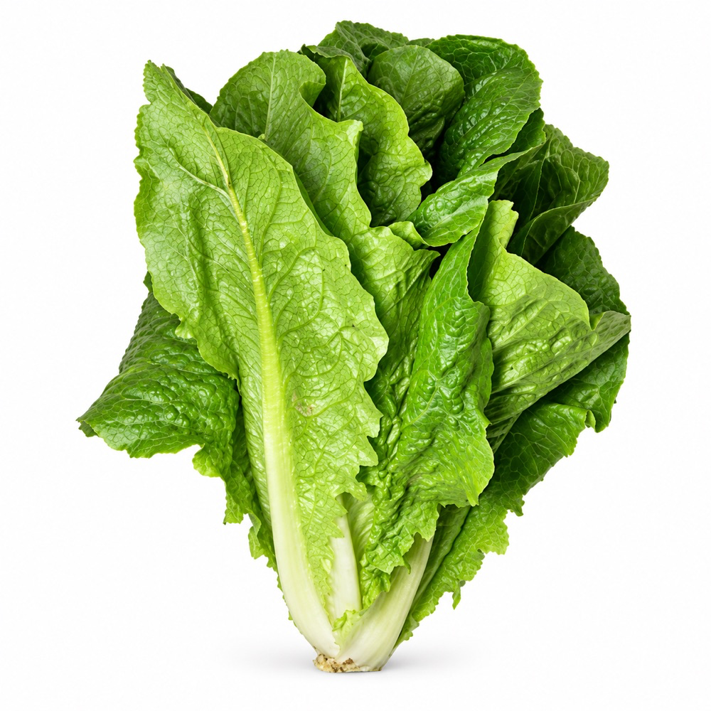 Lechuga Huerto