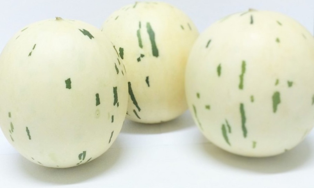 Melón Sugar Baby