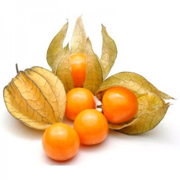 Physalis