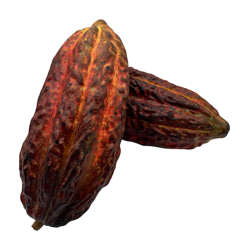 Cacao Fresco