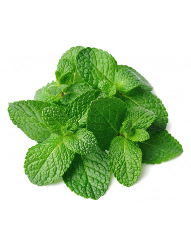 Menta Fresca Manojo