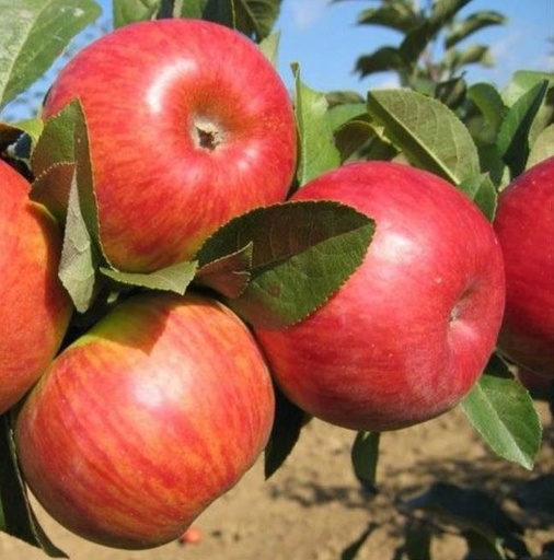 [3031] Manzana Pinova Bio