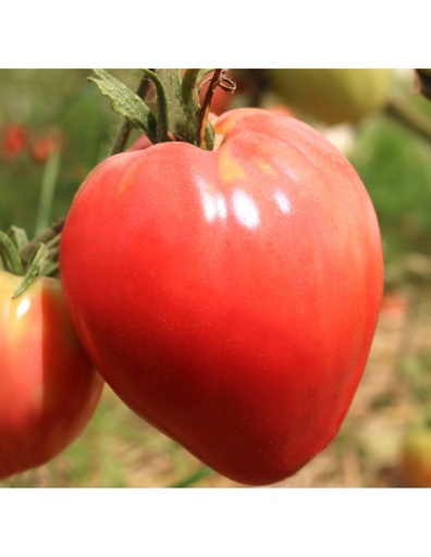 [2295] Tomate Corazón de Buey Bio