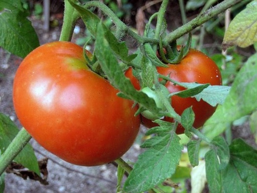 [2294] Tomate Huerto Bio