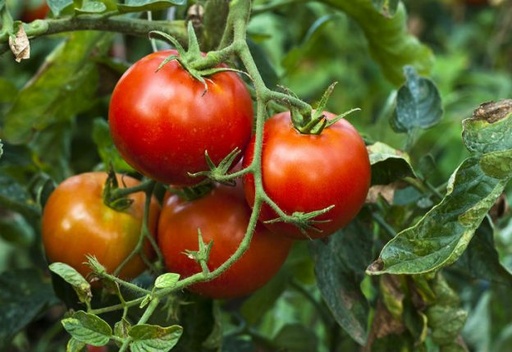 [2272] Tomate de Colgar de Huerto