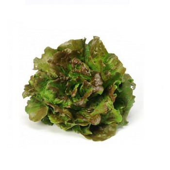 [2259] Lechuga Maravilla Bio