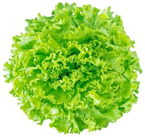 [2213] Lechuga Batavia Bio