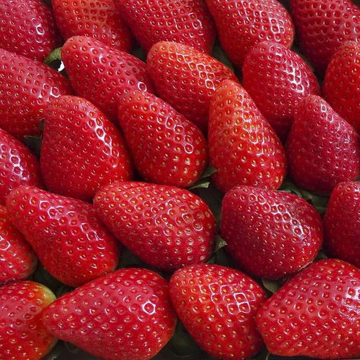 [2124] Fresas Caja Bio