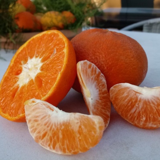 [1169] Mandarina Valencia Bio