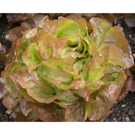 [86] Lechuga Huerto