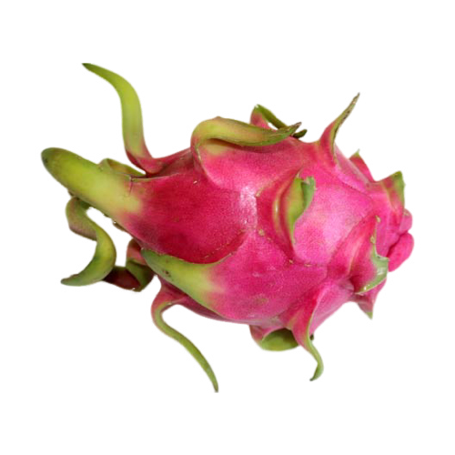 [24] Pitahaya Rosa Carne Blanca
