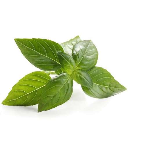 [3926] Albahaca Fresca Manojo